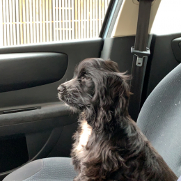 Sue profile