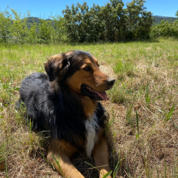 Shirley profile