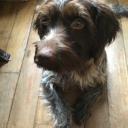 Pain d'epices profile