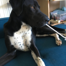 Doggo profile