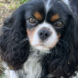 Tango profile