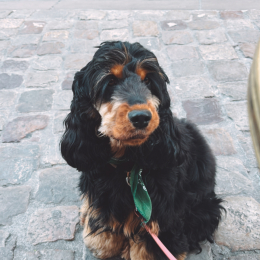 Djema profile