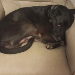Lillo profile