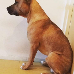 Luca profile