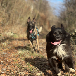 Atria et browdy profile