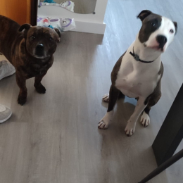 Oshi e ringhio profile