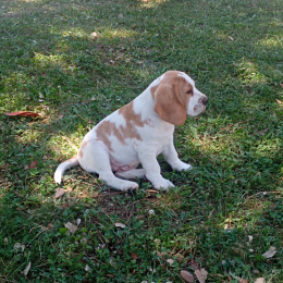 Rambo profile