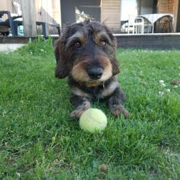 Asterix profile