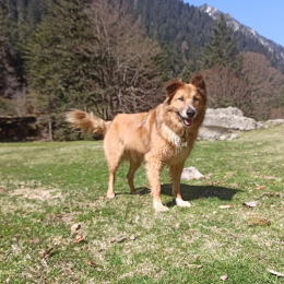 Bruno profile