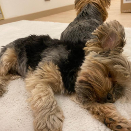 Charlie et mimi profile