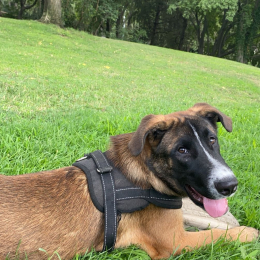 Passy profile