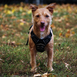 Charlie profile