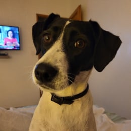 Pixie profile