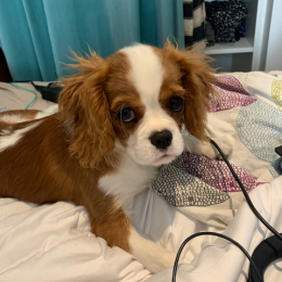 Doggo profile