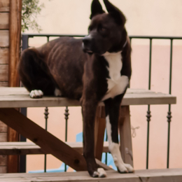 Doggo profile