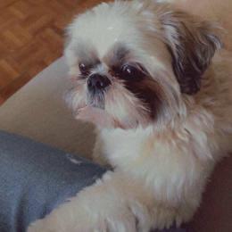 Yanko profile