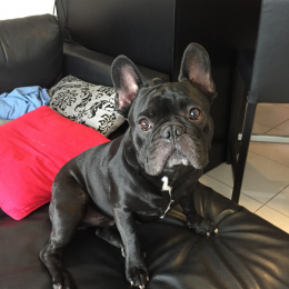 Jack profile