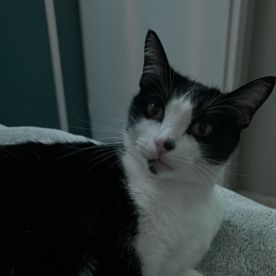 Chloé