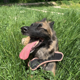 Tia profile