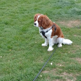 Doggo profile