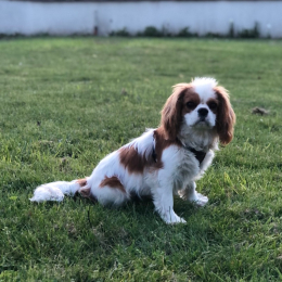 Suki profile