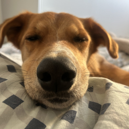 Twix profile
