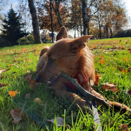 Loreena profile