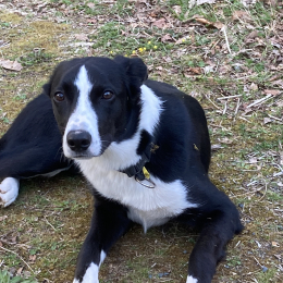 Ozzi profile