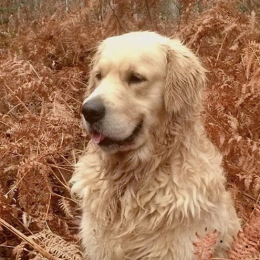 Review of Isabelle's profile