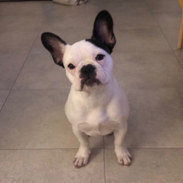 Charlie profile