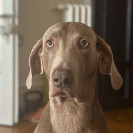 Igor profile
