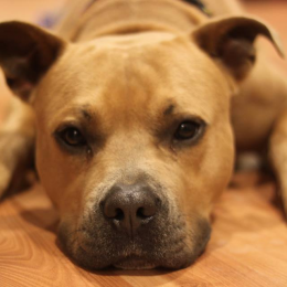 Doggo profile