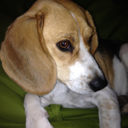 Juno profile