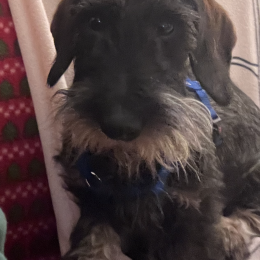 Otto profile