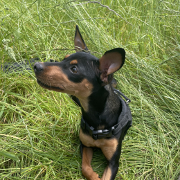 Frodo profile