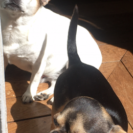 Mario/felicia profile