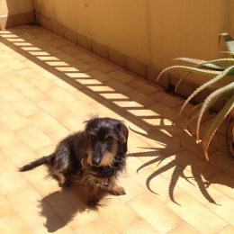 Psopso et edwina profile