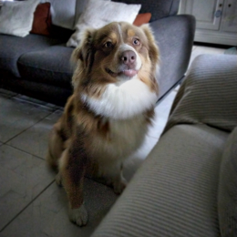 Tara profile