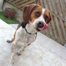 Cookies profile