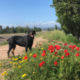 Laika profile