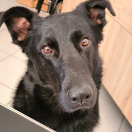 Olaf profile
