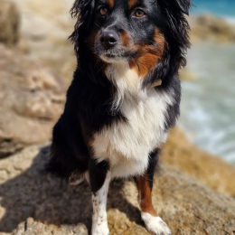 Taïga profile