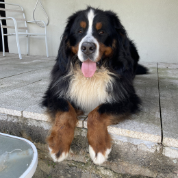 Pinto profile