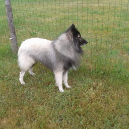 Coralie profile