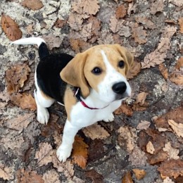 Ruby profile