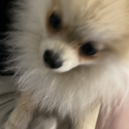Simba profile