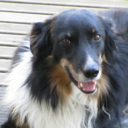 Jack profile