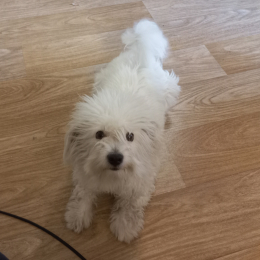 Max profile