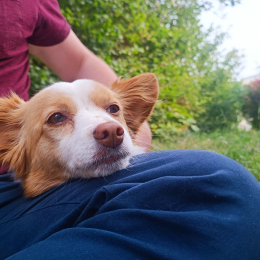 Loulou profile