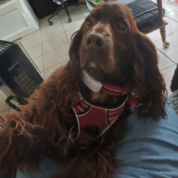 Jasper profile